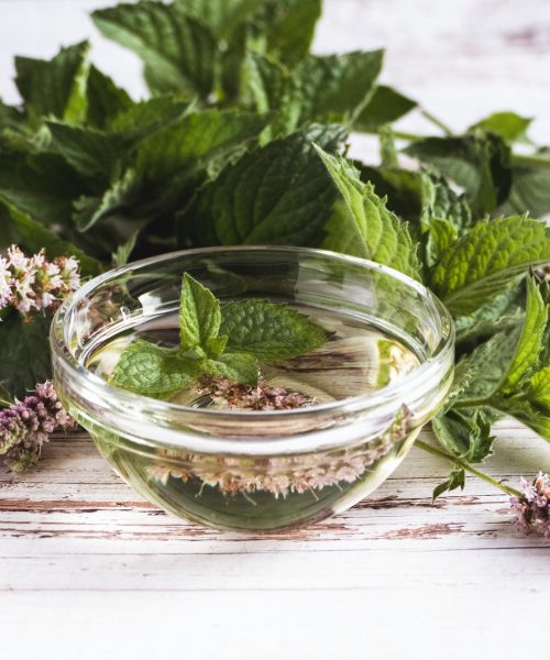 Infused mint oil in a bowl, mentha leaves and flowers on white table herbal medicine and naturopathy